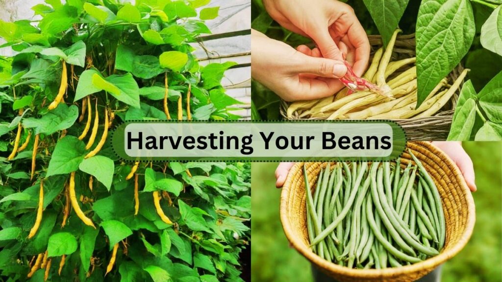 Harvesting Your Beans