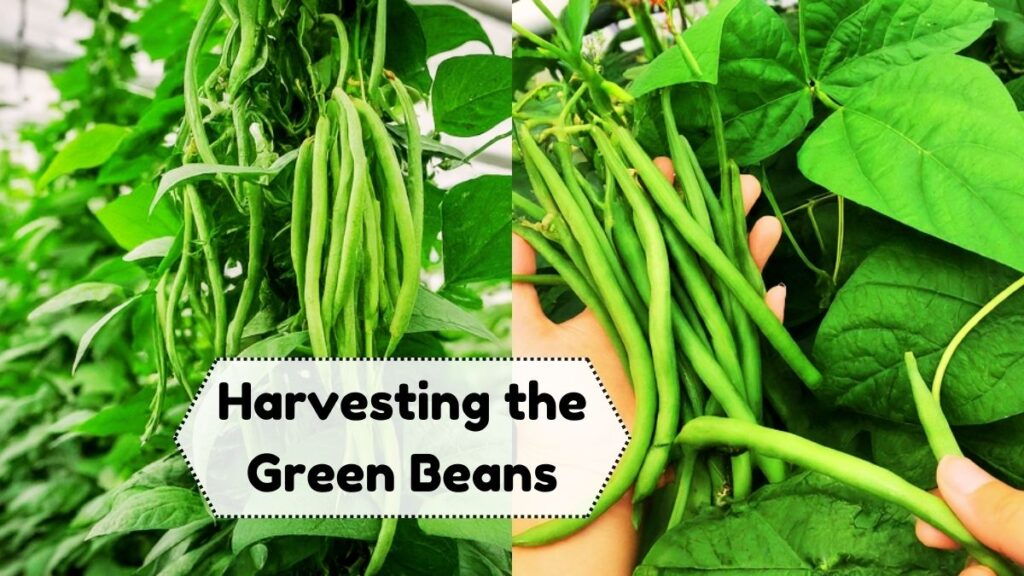 Harvesting the Green Beans 1