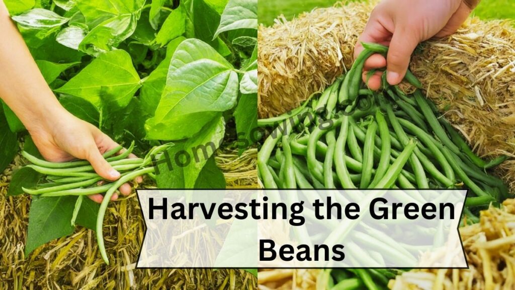 Harvesting the Green Beans 2