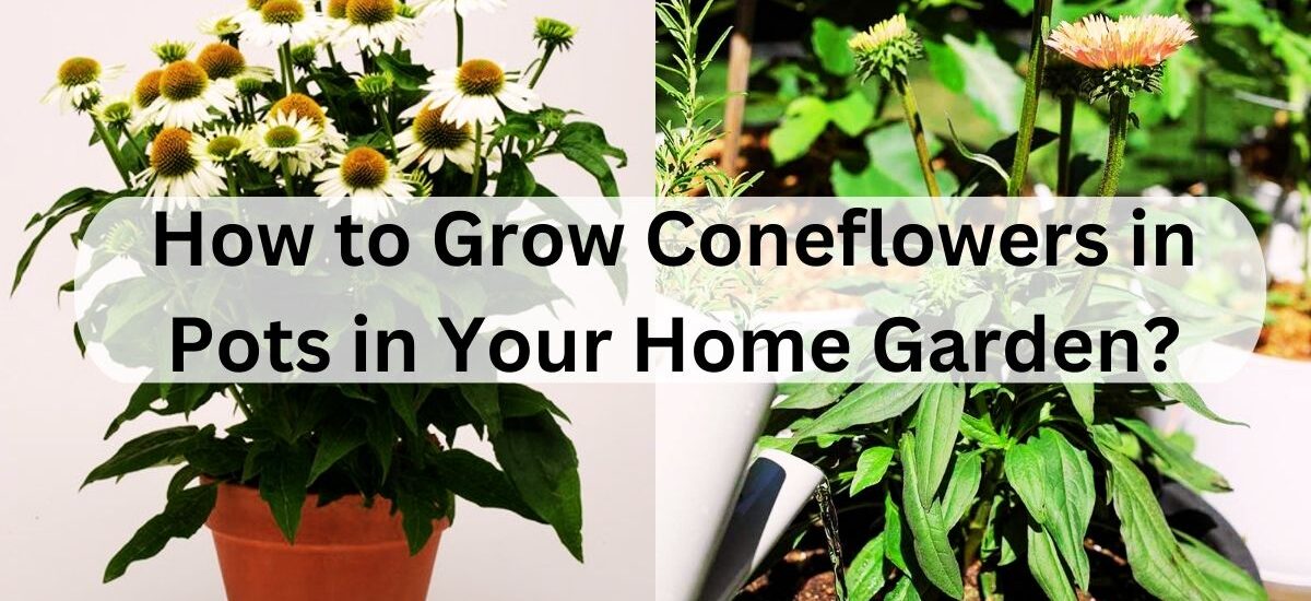 image showing How-to-Grow-Coneflowers-in-Pots-in-Your-Home-Garden