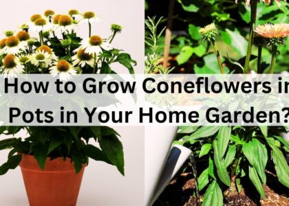 image showing How-to-Grow-Coneflowers-in-Pots-in-Your-Home-Garden