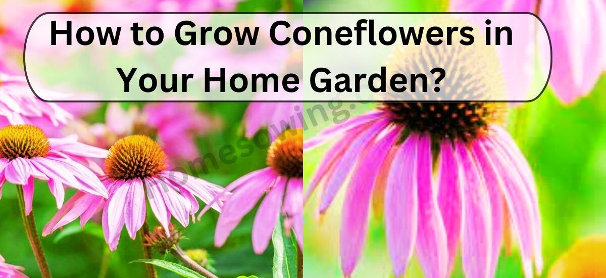 image showing How-to-Grow-Coneflowers-in-Your-Home-Garden