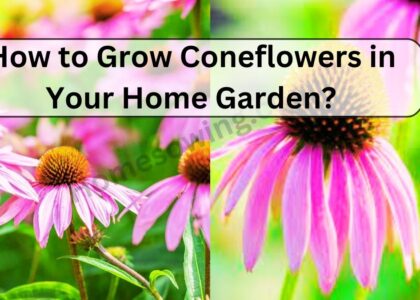 image showing How-to-Grow-Coneflowers-in-Your-Home-Garden