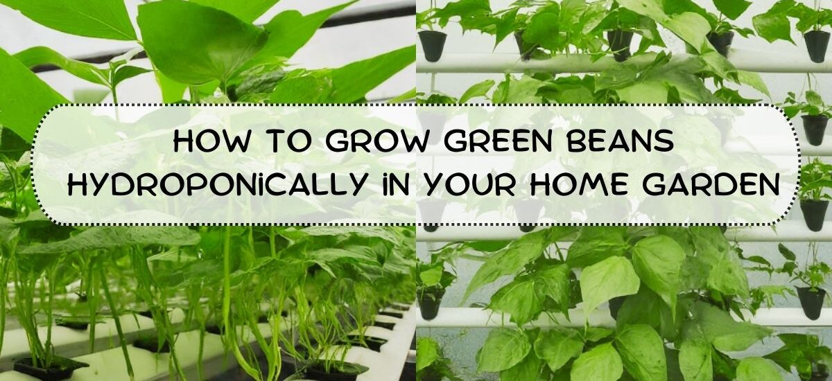 image showing How-to-Grow-Green-Beans-Hydroponically-in-Your-Home-Garden