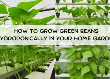 image showing How-to-Grow-Green-Beans-Hydroponically-in-Your-Home-Garden