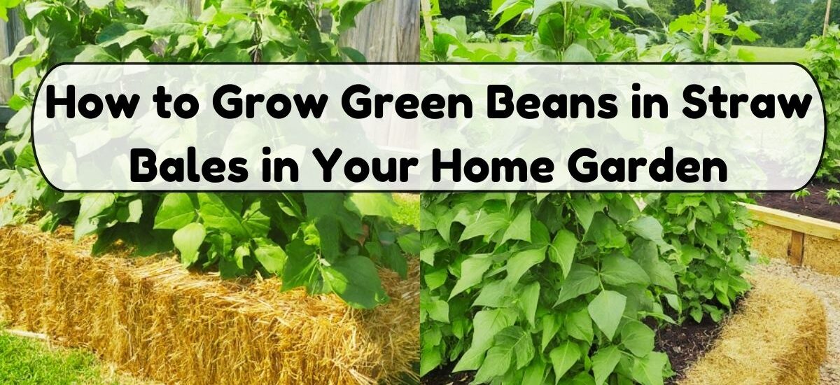 image showing How-to-Grow-Green-Beans-in-Straw-Bales-in-Your-Home-Garden