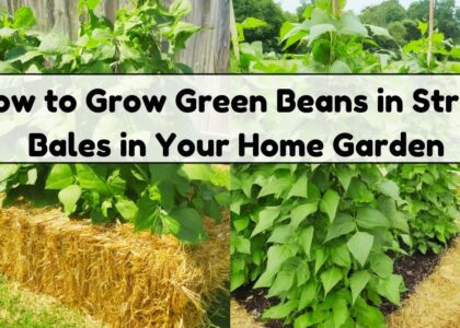 image showing How-to-Grow-Green-Beans-in-Straw-Bales-in-Your-Home-Garden