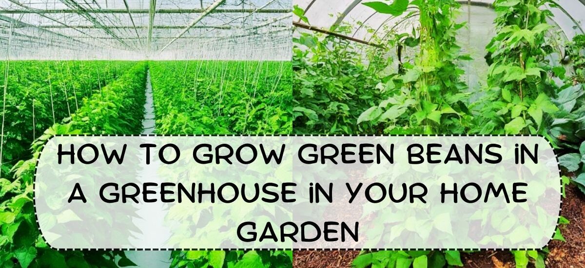 image showing How-to-Grow-Green-Beans-in-a-Greenhouse-in-Your-Home-Garden