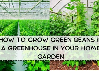 image showing How-to-Grow-Green-Beans-in-a-Greenhouse-in-Your-Home-Garden