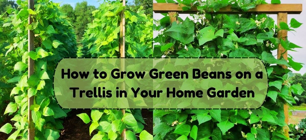 image showing how to grow green beans on a trellis in your home garden