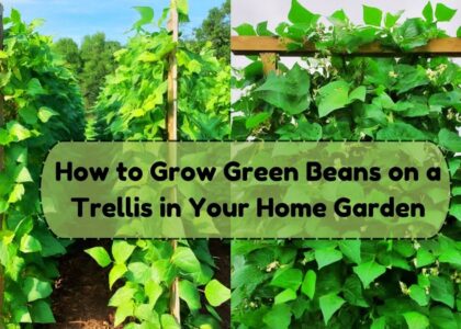 image showing how to grow green beans on a trellis in your home garden