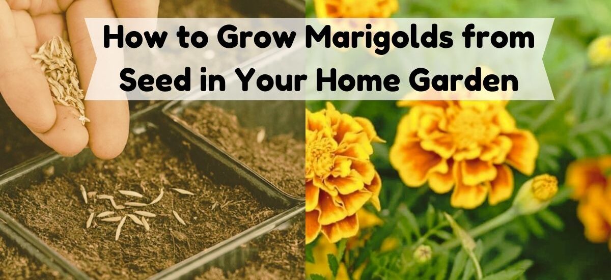 image showing How to Grow Marigolds from Seed in Your Home Garden