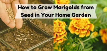 image showing How to Grow Marigolds from Seed in Your Home Garden