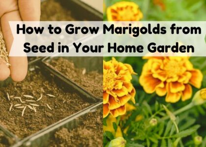 image showing How to Grow Marigolds from Seed in Your Home Garden