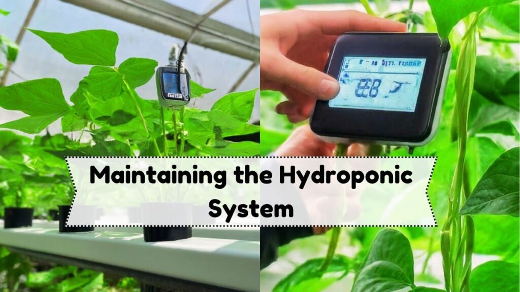 Maintaining the Hydroponic System