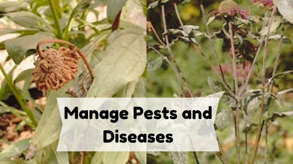 Manage Pests and Diseases