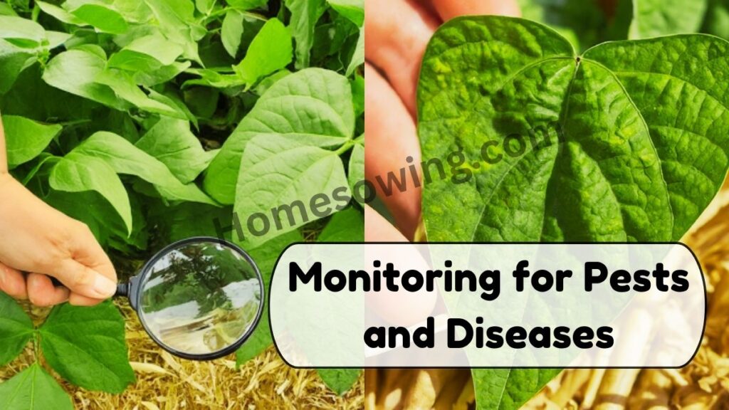 Monitoring for Pests and Diseases