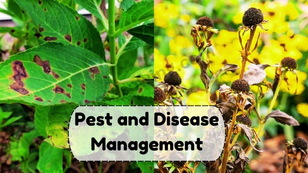 Pest and Disease Management