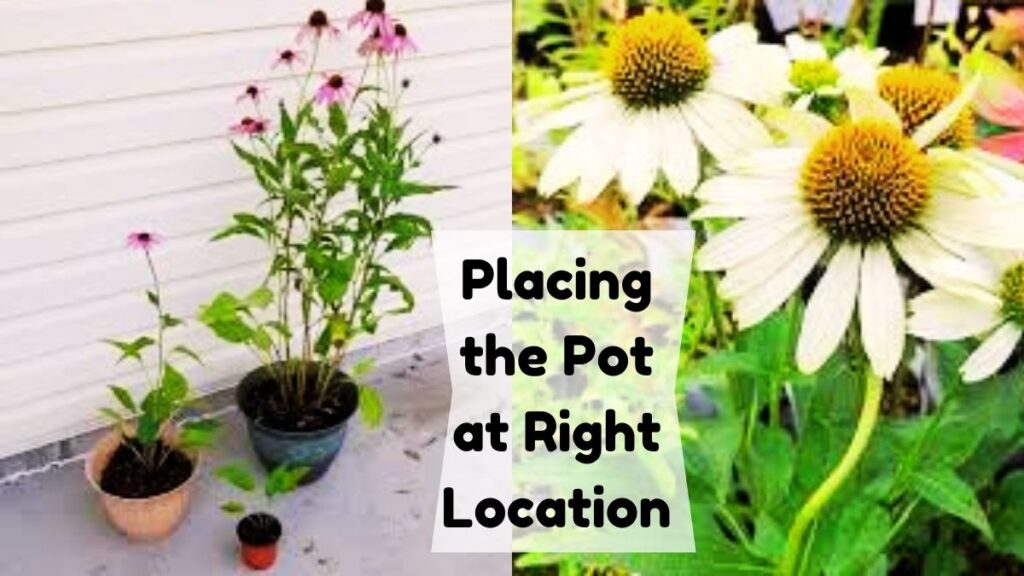 Placing the Pot at Right Location