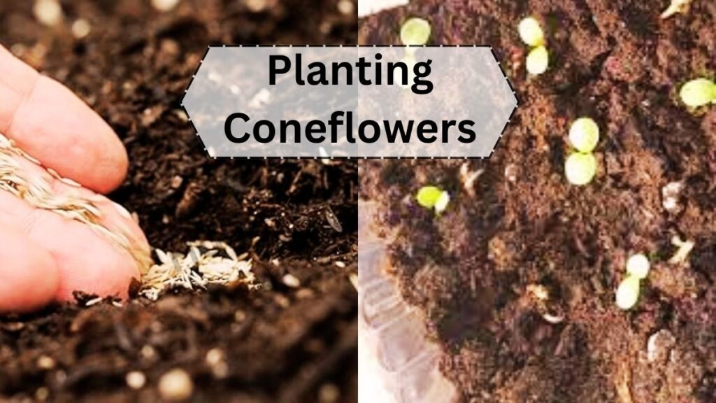 Planting Coneflowers