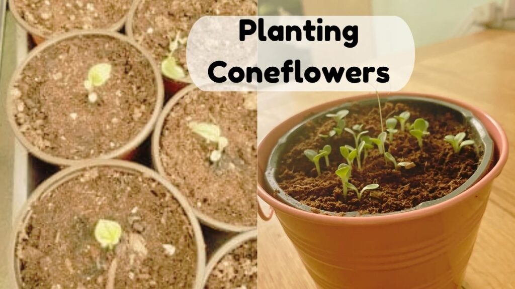 Planting Coneflowers in pot