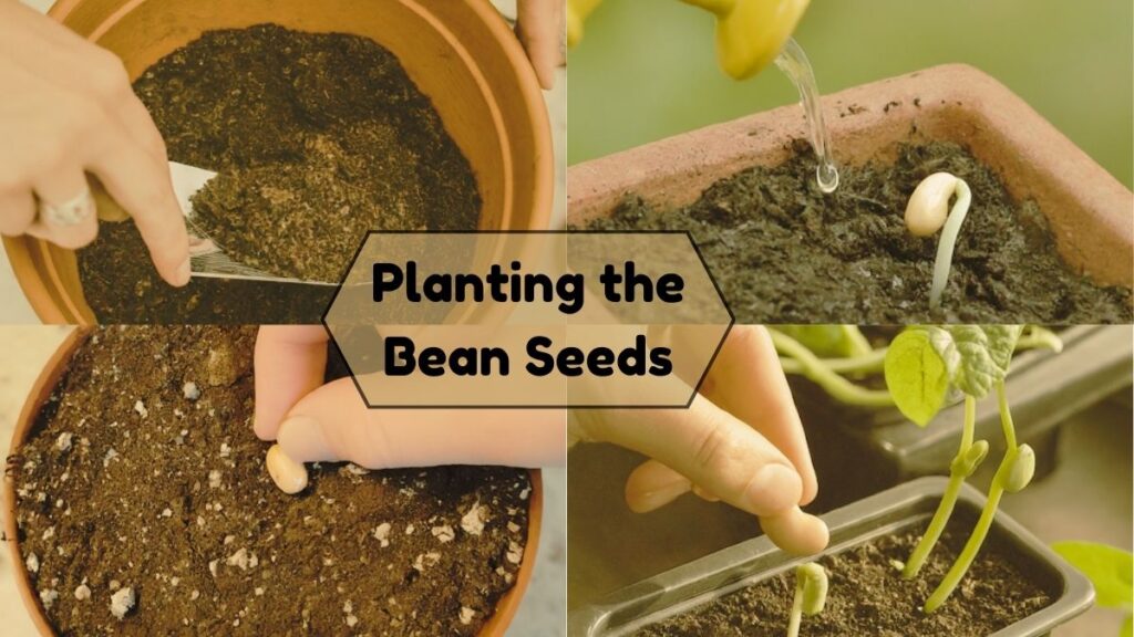 Planting the Bean Seeds