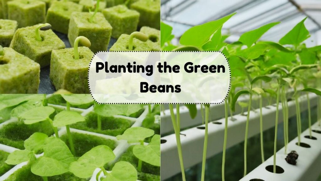 Planting the Green Beans