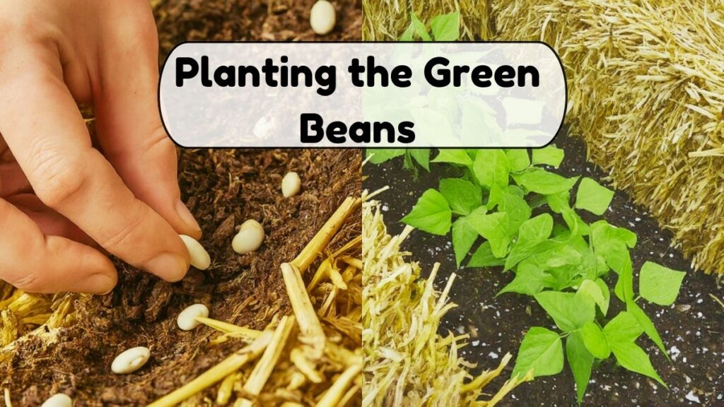 Planting the Green Beans 2