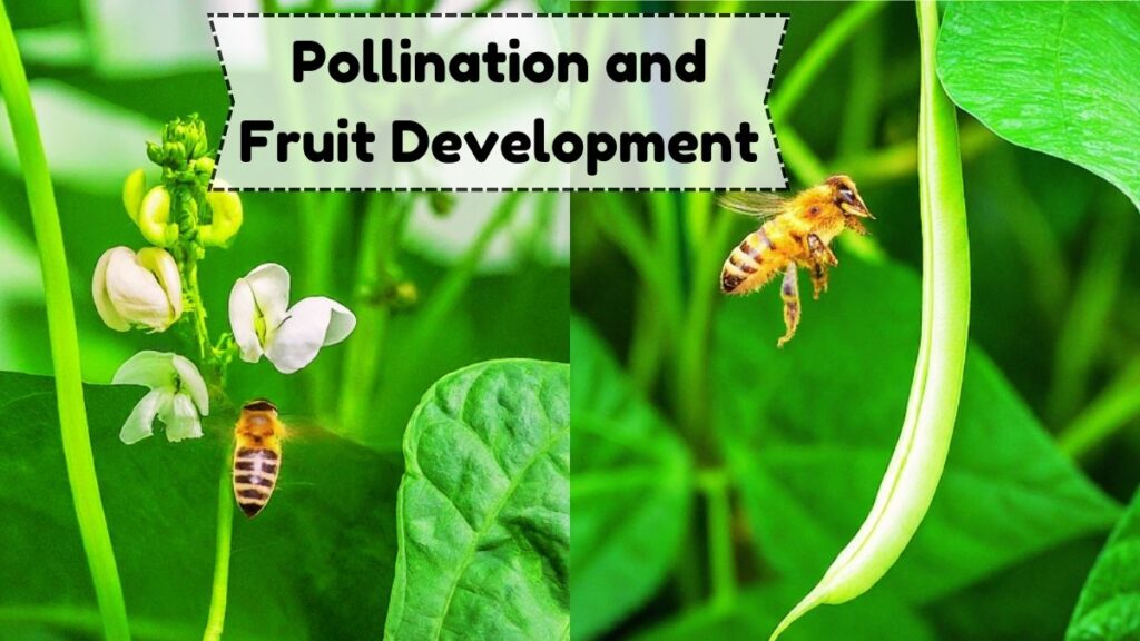 Pollination and Fruit Development