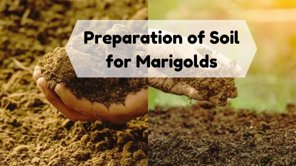 Preparation of Soil for Marigolds