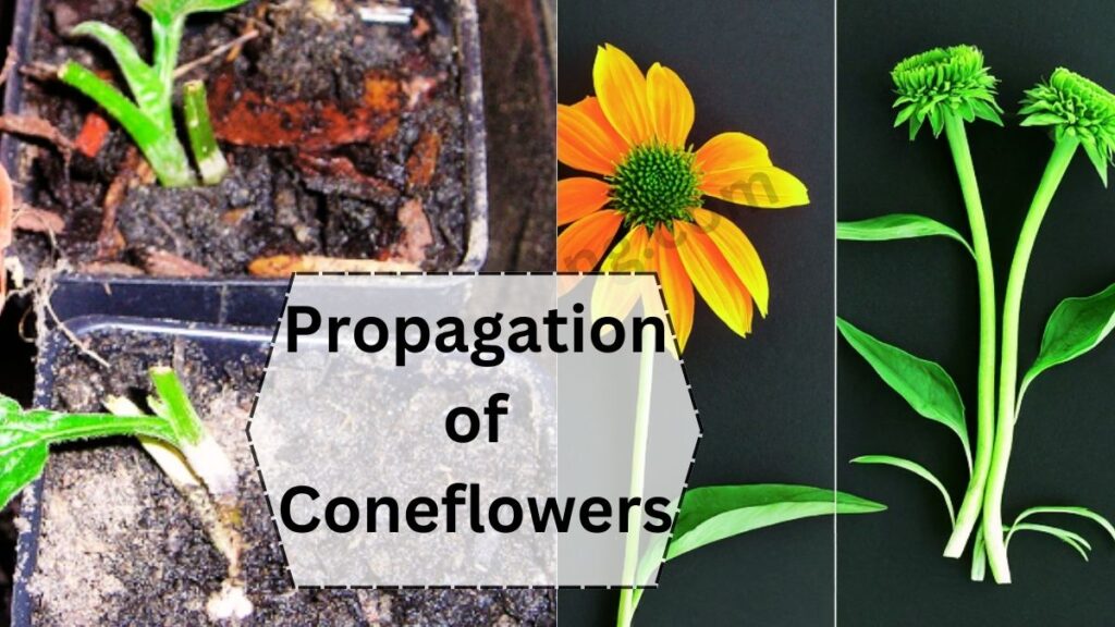 Propagation of Coneflowers