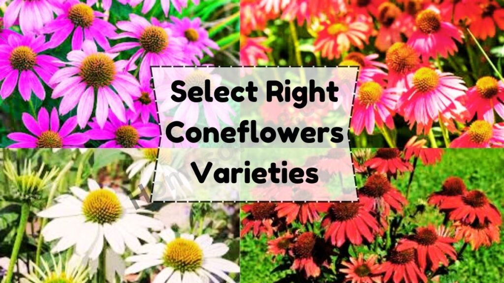 Select Right Coneflowers Varieties