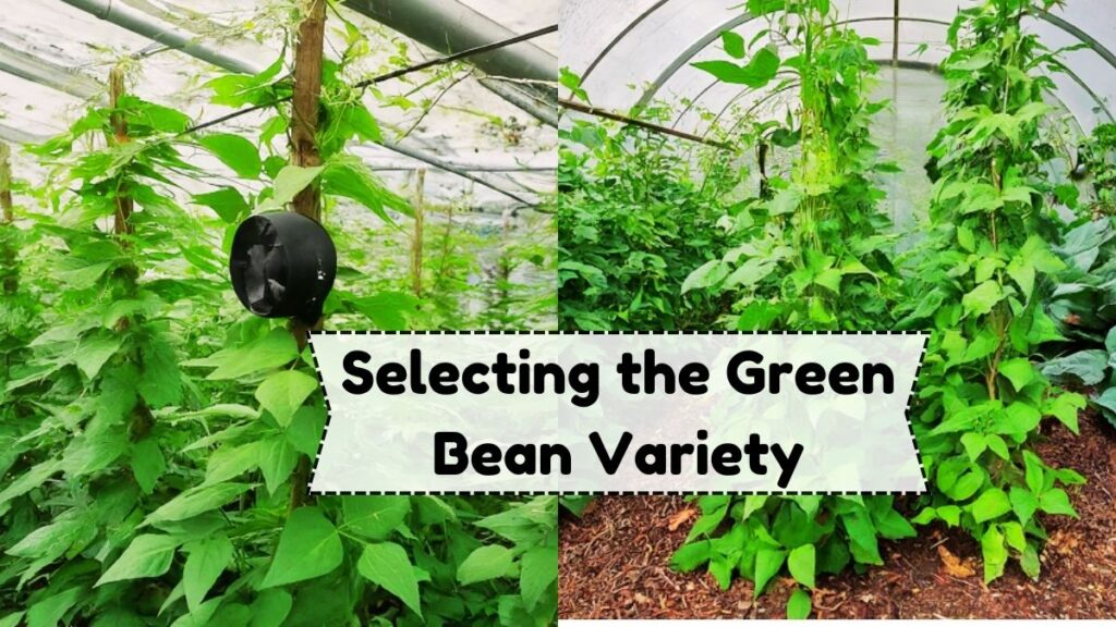 Selecting the Green Bean Variety