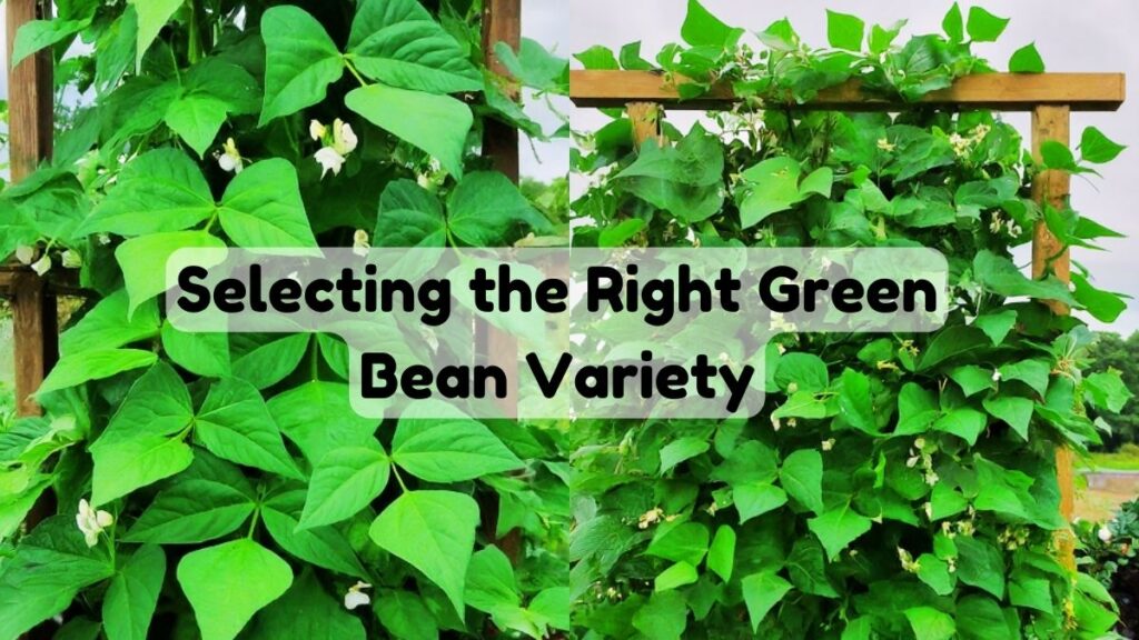 Selecting the Right Green Bean Variety