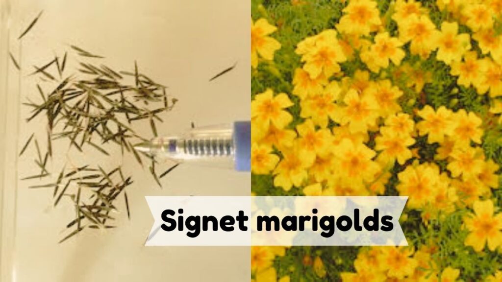 Signet marigolds