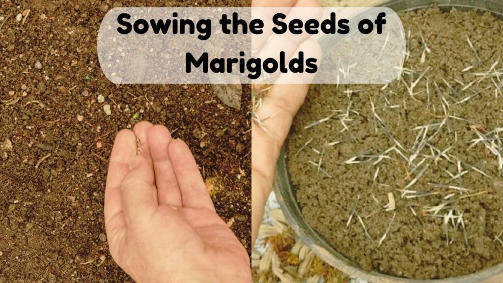 Sowing the Seeds of Marigolds