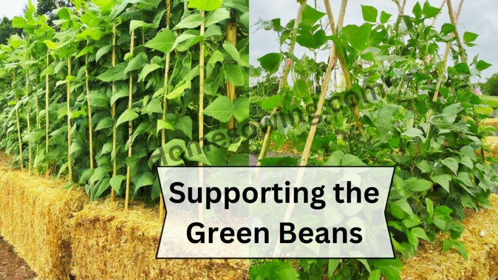 Supporting the Green Beans