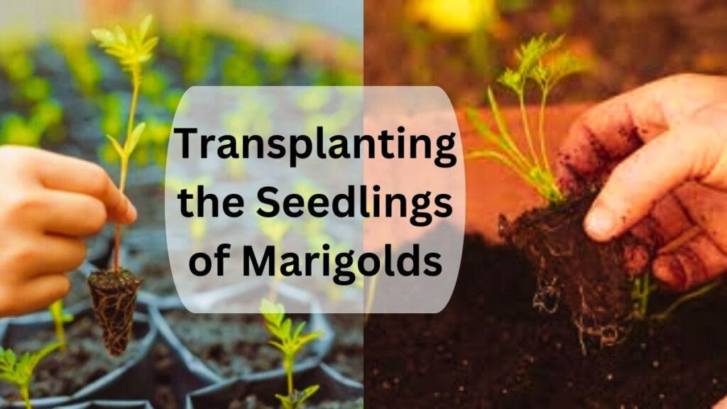 Transplanting the Seedlings of Marigolds