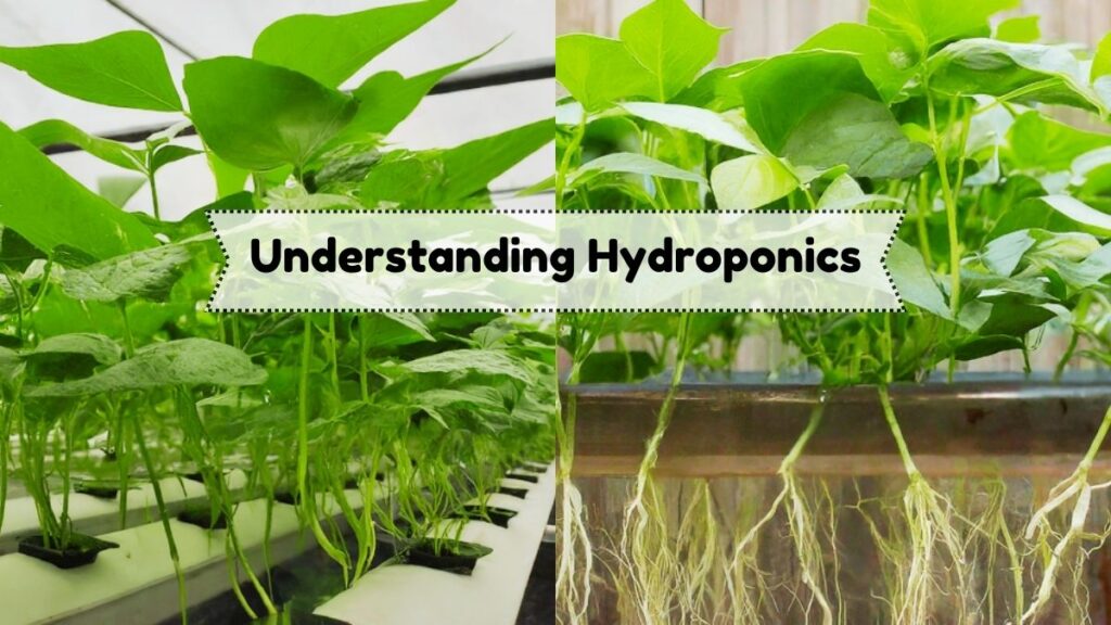 Understanding Hydroponics