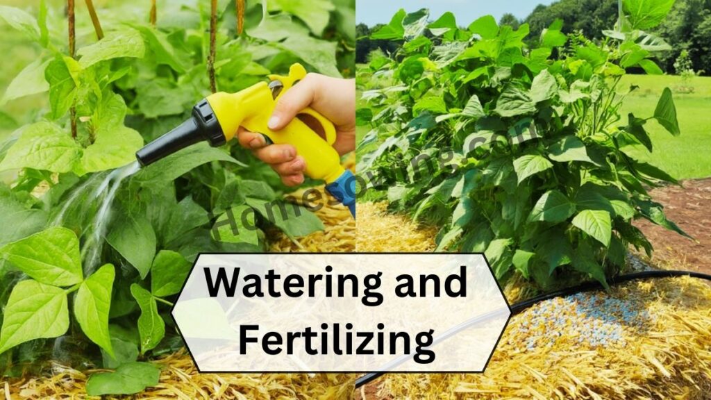 Watering and Fertilizing