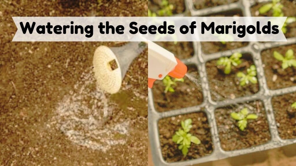 Watering the Seeds of Marigolds