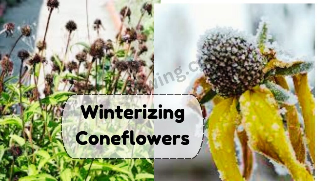 Winterizing Coneflowers