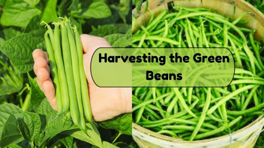 harvesting the green beans