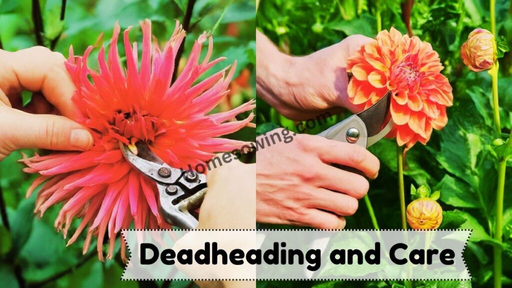 Deadheading and Care