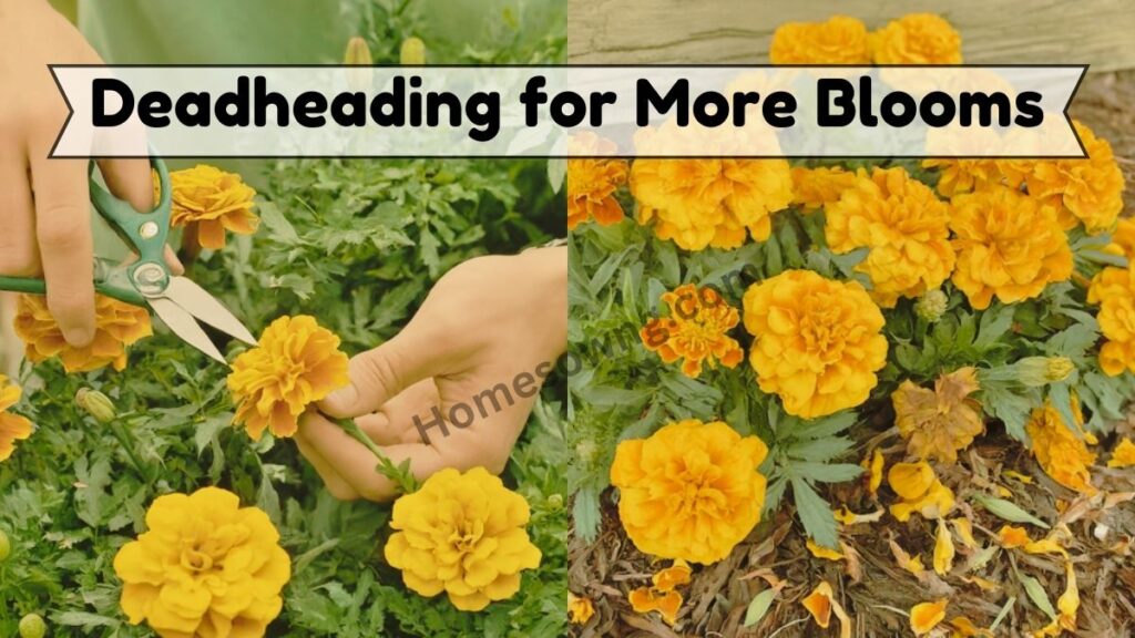 Deadheading for More Blooms