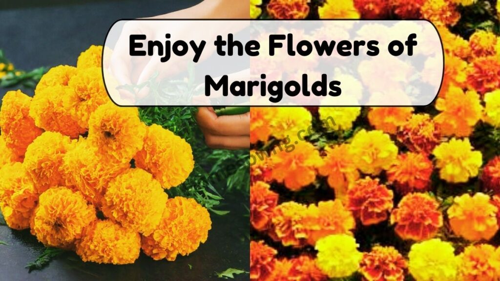 Enjoy the Flowers of Marigolds