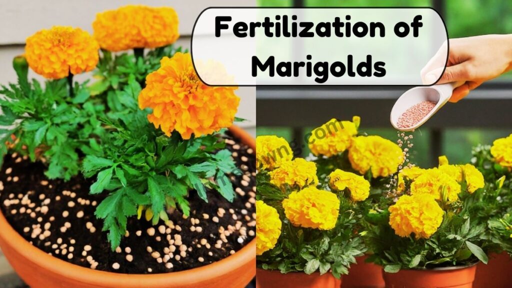 Fertilization of Marigolds