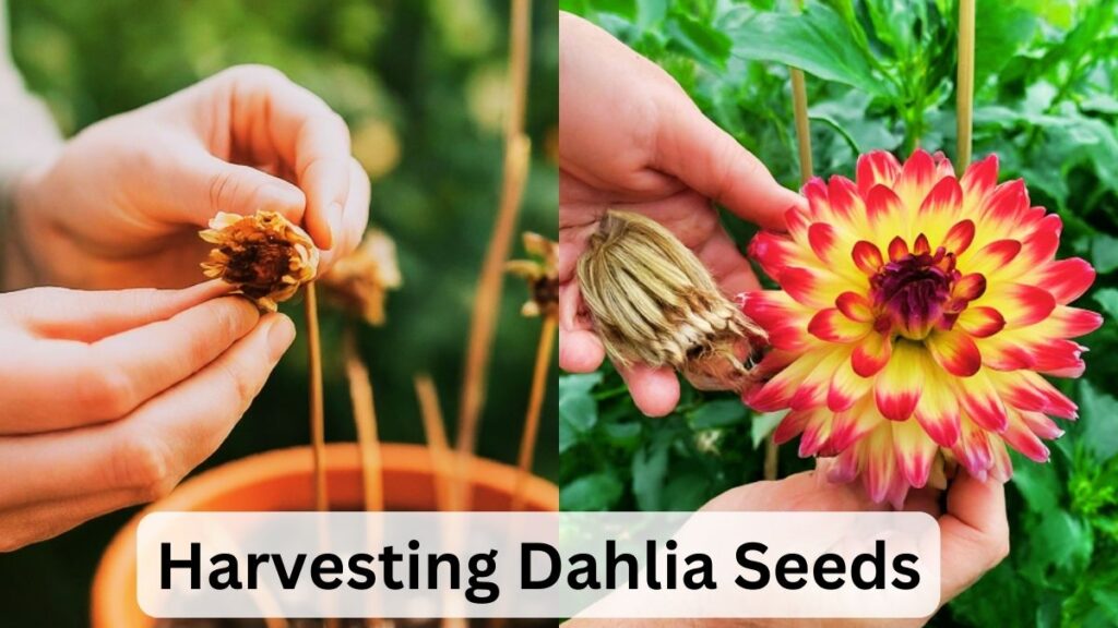 Harvesting Dahlia Seeds