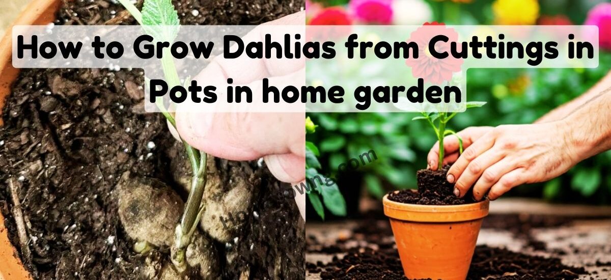 How to Grow Dahlias from Cuttings in Pots in home garden