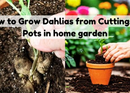 How to Grow Dahlias from Cuttings in Pots in home garden